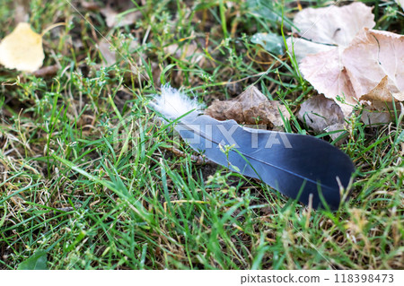 A single black feather is gently laying in the lush green grass 118398473