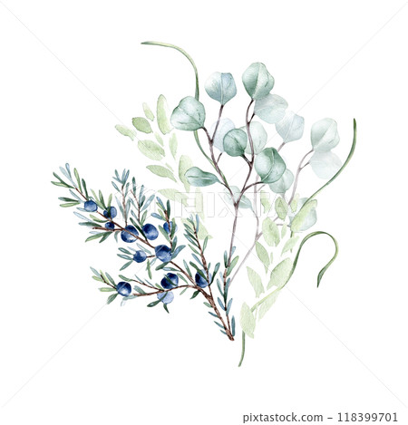 Juniper blue berries and eucalyptus twigs in pastel watercolor isolated. Delicate leaves and herb stems in soft sage green tones hand drawn. Greenery bouquet illustration painted for nature design. 118399701