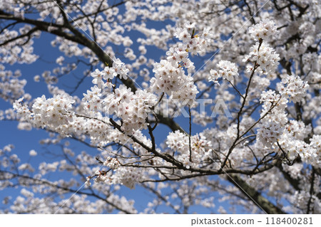 Satoyama scenery in spring 118400281
