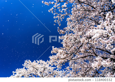 櫻吹雪 櫻吹雪 118400332