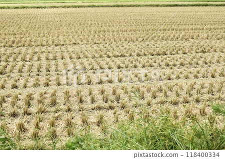 Beautiful rice fields just after the rice harvest. Rural scenery. 118400334