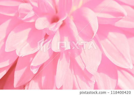 A bright and gentle image background material with a close-up of a dahlia flower 118400420