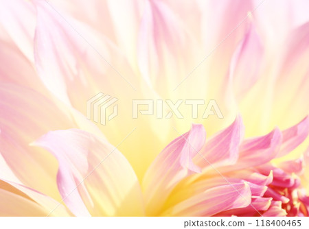 A bright and gentle image background material with a close-up of a dahlia flower A bright and gentle image background material with a close-up of a dahlia flower 118400465