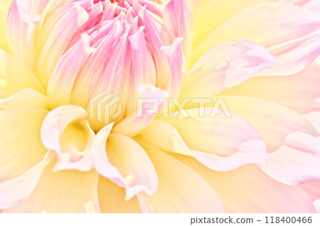 A bright and gentle image background material with a close-up of a dahlia flower A bright and gentle image background material with a close-up of a dahlia flower 118400466