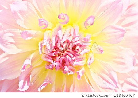 A bright and gentle image background material with a close-up of a dahlia flower A bright and gentle image background material with a close-up of a dahlia flower 118400467