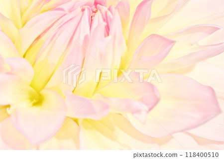 A bright and gentle image background material with a close-up of a dahlia flower 118400510