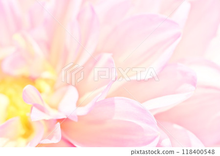 A bright and gentle image background material with a close-up of a dahlia flower 118400548