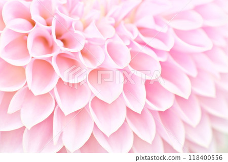 A bright and gentle image background material with a close-up of a dahlia flower 118400556