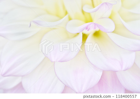 A bright and gentle image background material with a close-up of a dahlia flower 118400557