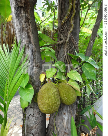 [Cambodia] Two durian fruits growing on a tree (Siem Reap) 118400668