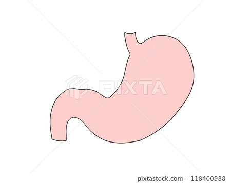 Anatomy and physiology of the digestive system: Stomach, no text 118400988