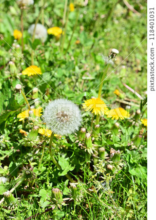 蒲公英 蒲公英 118401031