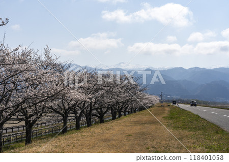Kurobe River embankment cherry blossoms Kurobe River embankment cherry blossoms 118401058