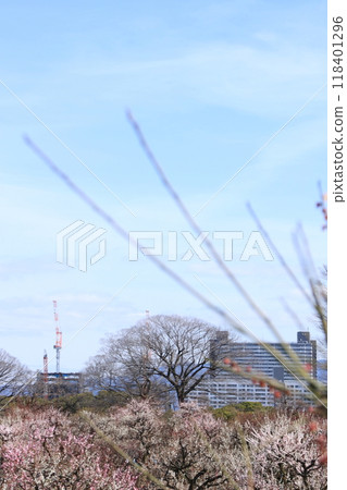 大阪城公園梅林盛開 大阪城公園梅林盛開 118401296