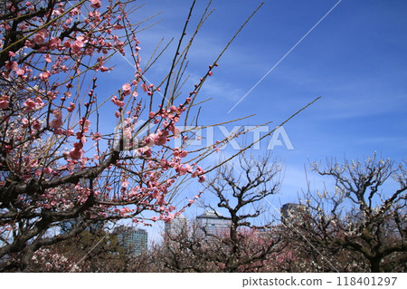 大阪城公園梅林盛開 大阪城公園梅林盛開 118401297