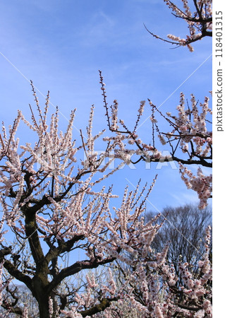 梅花盛開，映襯在藍天下 118401315