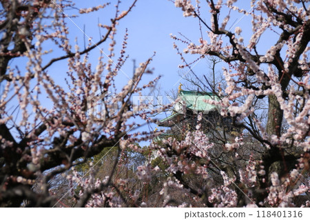 從大阪城公園梅林盛開的梅花中可以看到大阪城天守閣 從大阪城公園梅林盛開的梅花中可以看到大阪城天守閣 118401316