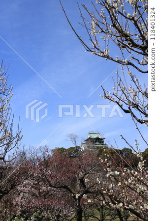 從大阪城公園梅林盛開的梅花中可以看到大阪城天守閣 118401324