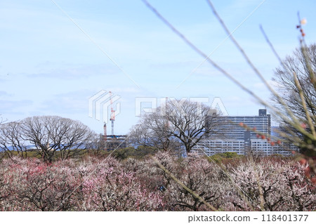 The plum grove in full bloom at Osaka Castle Park The plum grove in full bloom at Osaka Castle Park 118401377