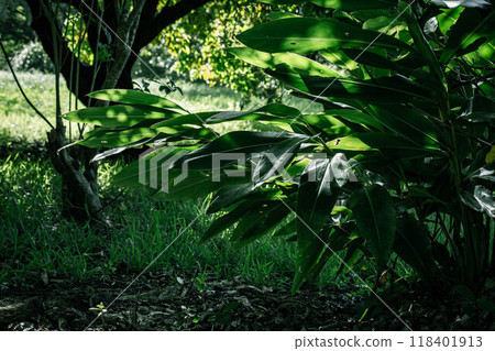 月桃葉被燈光照亮 118401913