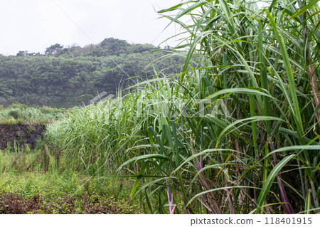 下雨天的甘蔗田 118401915