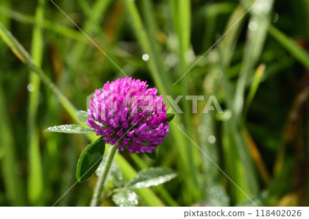 Purple clover with morning dew Purple clover with morning dew 118402026