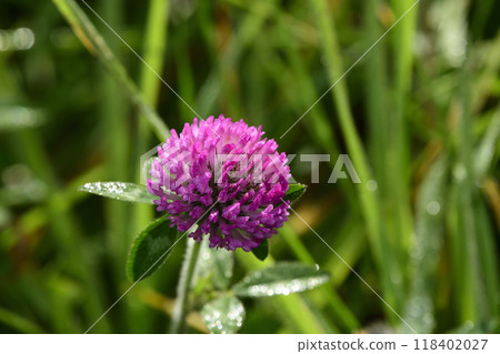 帶有晨露的紫色三葉草 118402027