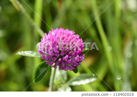 Purple clover with morning dew 118402028