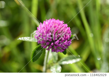 Purple clover with morning dew Purple clover with morning dew 118402029