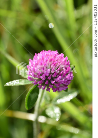 Purple clover with morning dew Purple clover with morning dew 118402031
