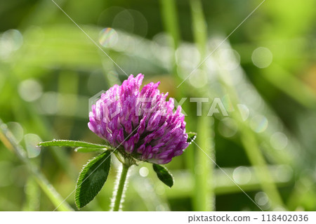 Purple clover with morning dew Purple clover with morning dew 118402036