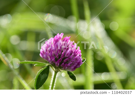 Purple clover with morning dew Purple clover with morning dew 118402037