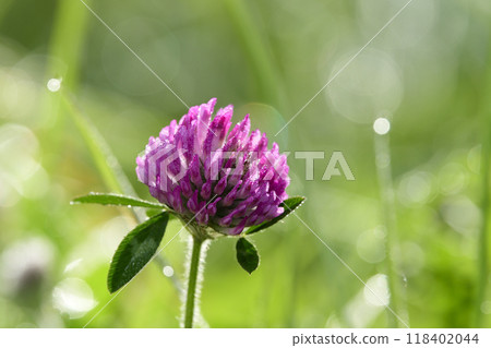 Purple clover with morning dew Purple clover with morning dew 118402044