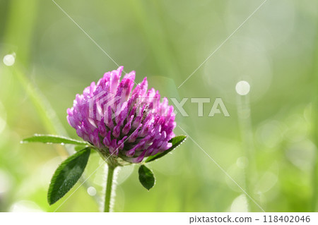 Purple clover with morning dew 118402046