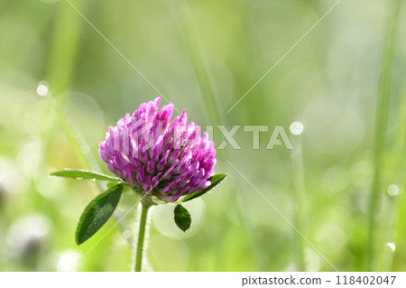 Purple clover with morning dew Purple clover with morning dew 118402047