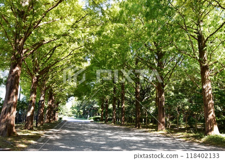 Metasequoia trees lined up in Hiratsuka Park, Kanagawa Prefecture 118402133
