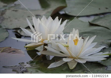 White water lily 118402214