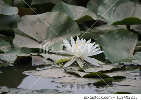 White water lily 118402215