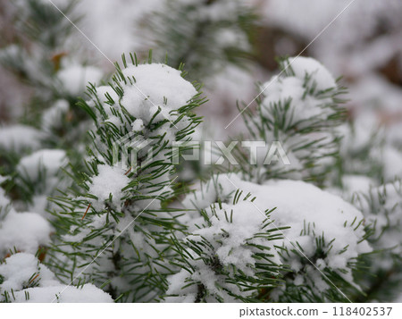 Snowy fir tree. Pine branches covered with snow. Christmas an New Year winter holidays concept. Snowy and frosty winter weather. Unexpected first snow 118402537