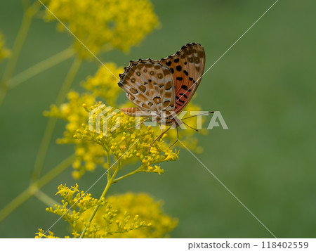 女孩花和黑豹紋章 118402559