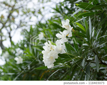 白夾竹桃花 白夾竹桃花 118403073