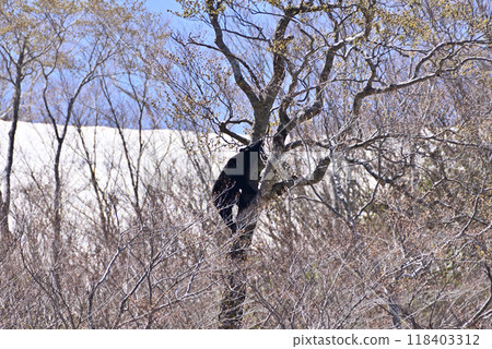 Asian black bears Asian black bears 118403312