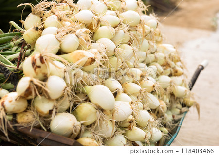 Washed farm heads of onions Washed farm heads of onions 118403466
