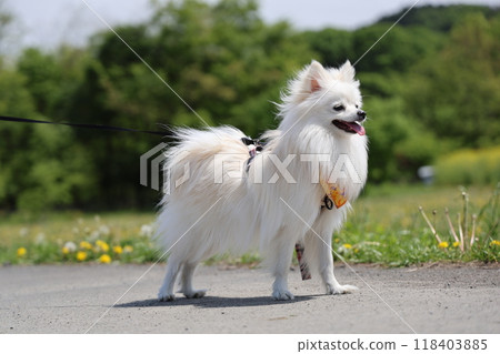 雄偉的博美犬 118403885