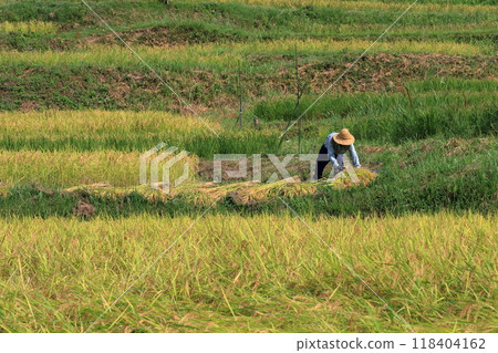 準備收割稻米的人，稻米收割機 118404162