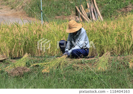 準備收割稻米的人，稻米收割機 118404163