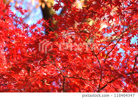 Autumn leaves Autumn leaves 118404347