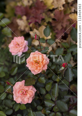 Beautiful blooming orange roses in the garden against the background of green leaves. The beauty of nature. Selective focus, close-up. 118404363