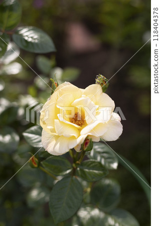 Beautiful blooming yellow roses in the garden against the background of green leaves. The beauty of nature. Selective focus, close-up. Beautiful blooming yellow roses in the garden against the background of green leaves. The beauty of nature. Selective focus, close-up. 118404378