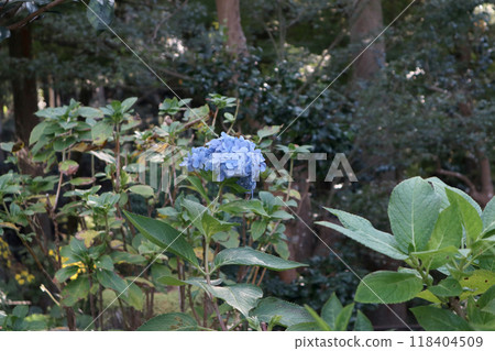 Blue hydrangea 118404509